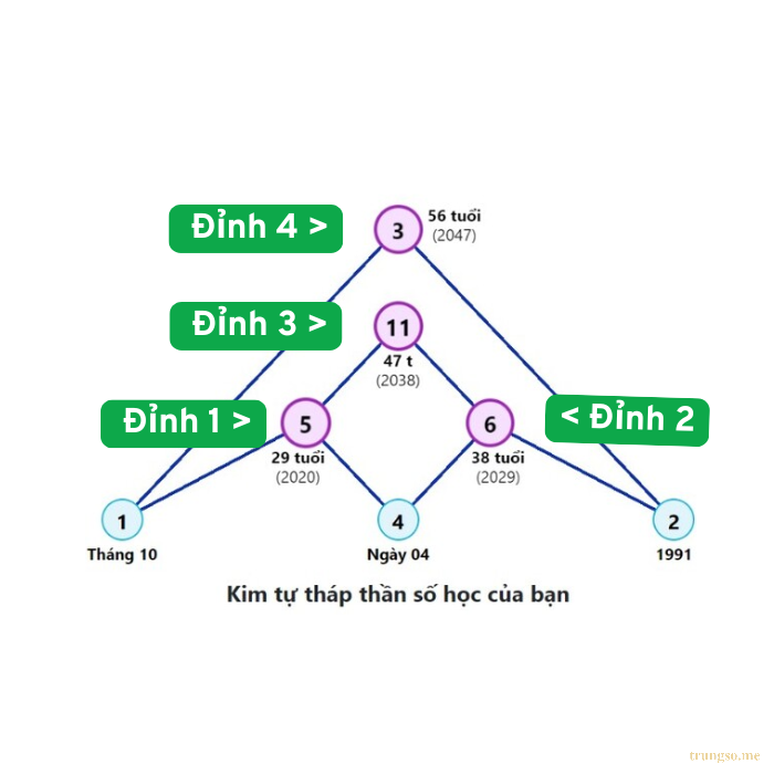 Đỉnh Cao Thứ Nhất: Bài Học Tuổi Trẻ Trong Biểu Đồ Kim Tự Tháp